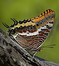 Two-tailed Pasha - Charaxes jasius © Teresa Farino